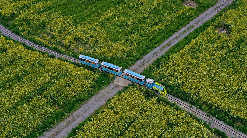 Spectacular sea of blooming rapeseed flowers attracts tourists to Yueqing, E China's Zhejiang