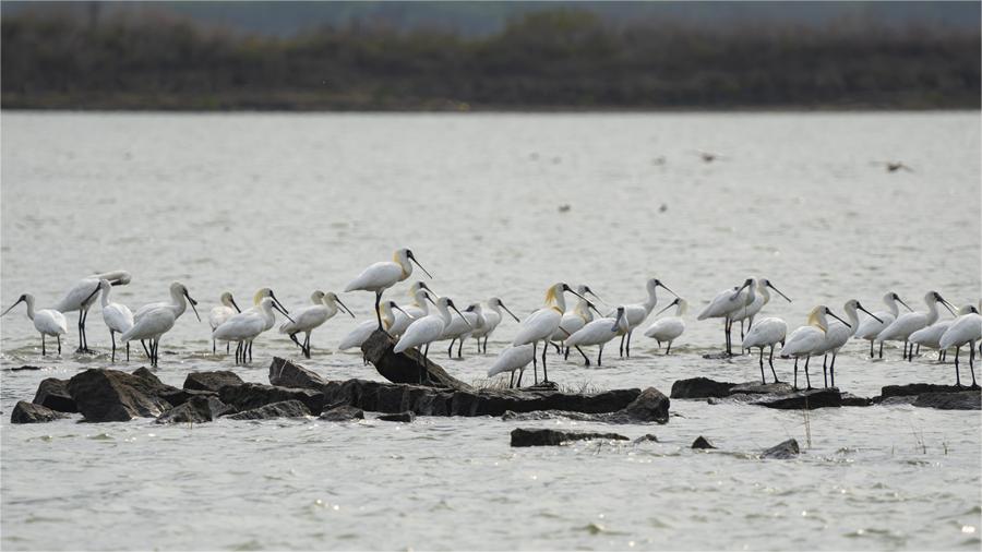 Black-faced spoonbills spotted in mangrove forest nature reserve in SE China's Fujian