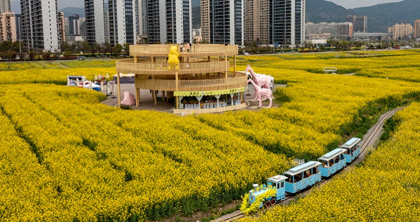 Spectacular sea of blooming rapeseed flowers attracts tourists to Yueqing, E China's Zhejiang