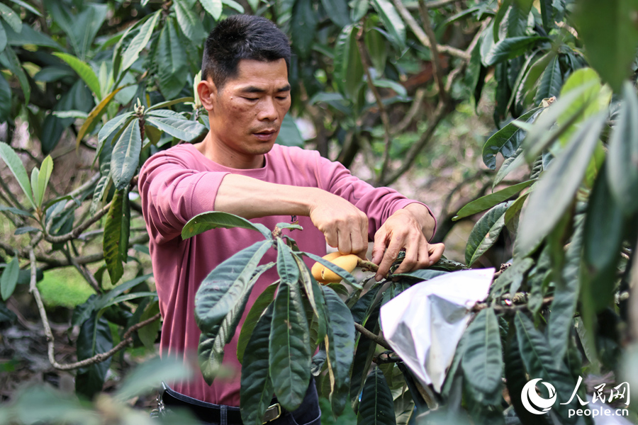 In pics: Farmers harvest loquats in Yunxiao, SE China's Fujian