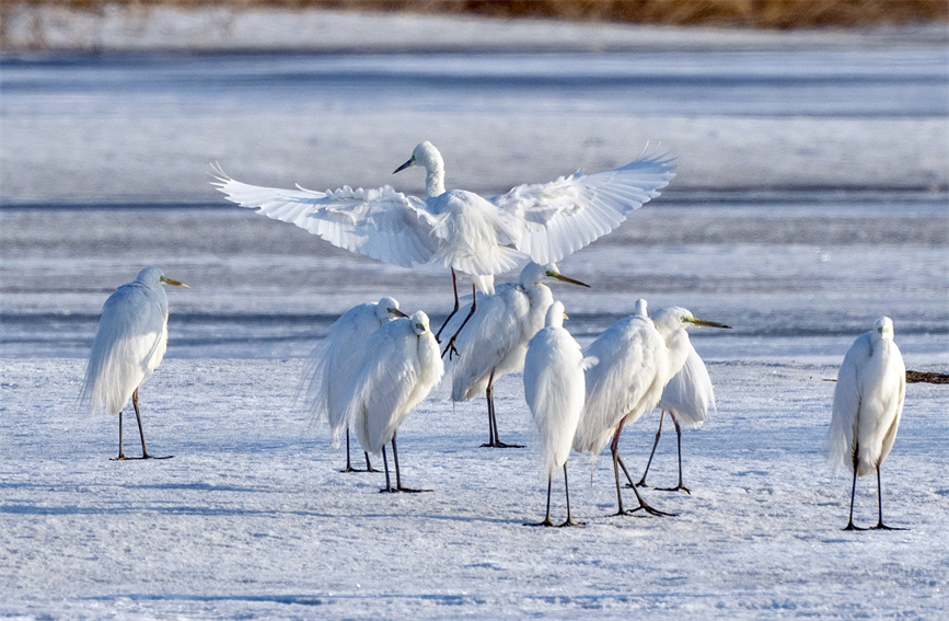 Migratory birds spotted in Karamay, NW China's Xinjiang