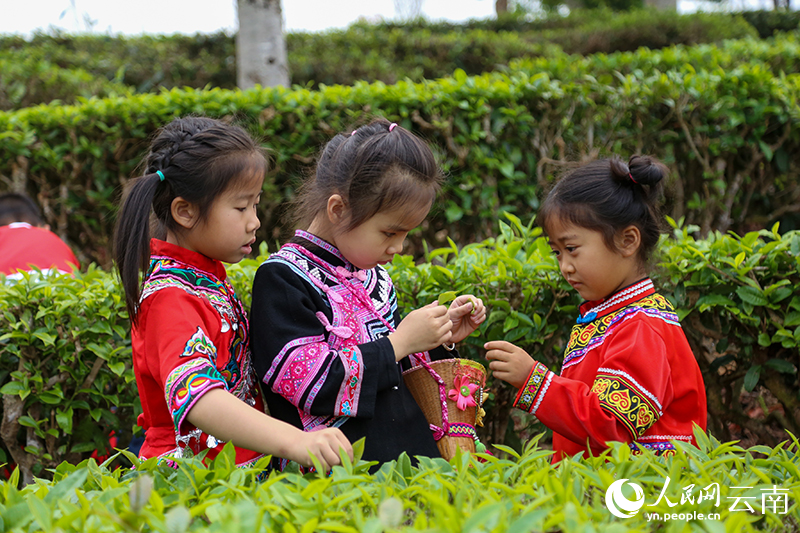 Spring tea harvest underway in Ning'er, SW China's Yunnan