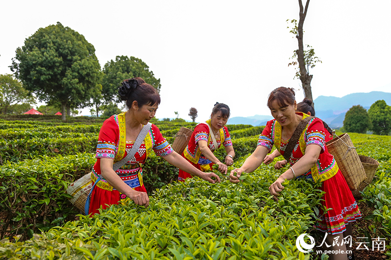 Spring tea harvest underway in Ning'er, SW China's Yunnan