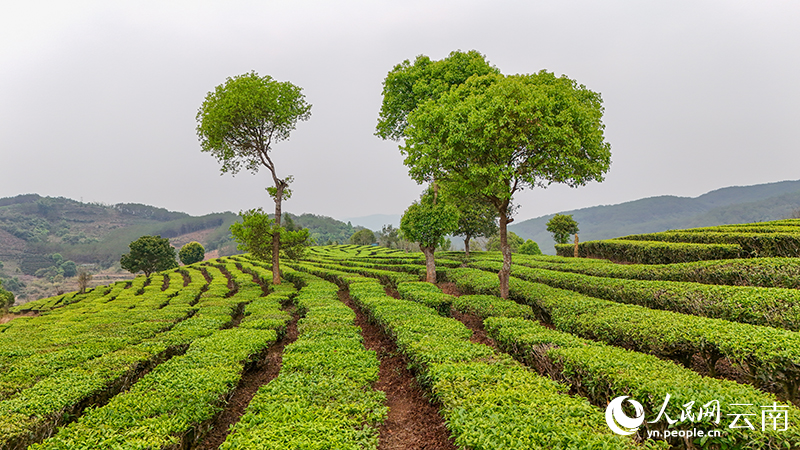 Spring tea harvest underway in Ning'er, SW China's Yunnan