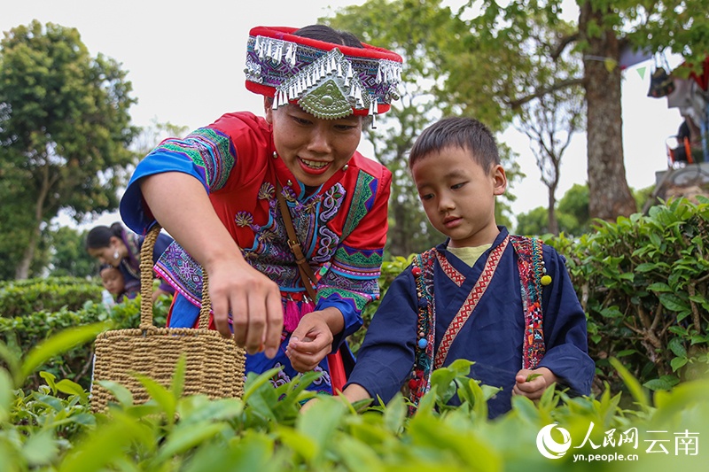 Spring tea harvest underway in Ning'er, SW China's Yunnan