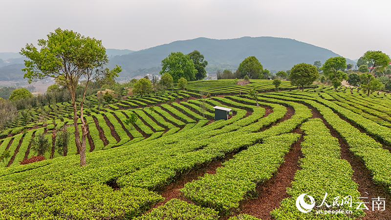 Spring tea harvest underway in Ning'er, SW China's Yunnan