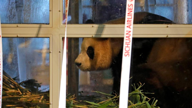 ROK-born giant panda Fu Bao returns to China