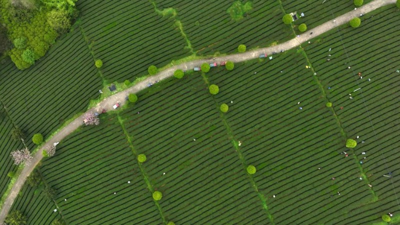 Farmers busy with harvesting, processing spring tea in SW China's Guizhou