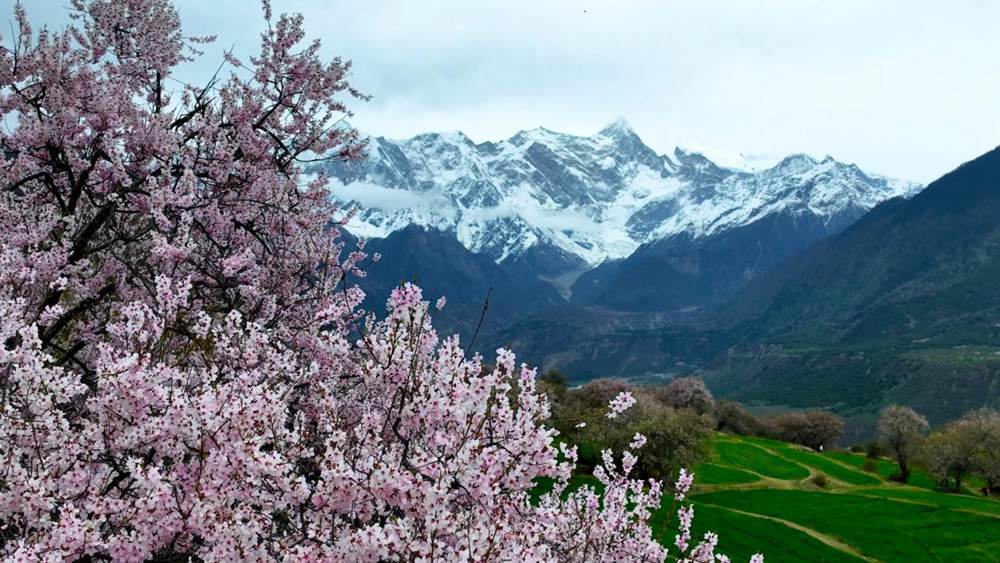 Peach blossoms attract tourists to SW China's Xizang