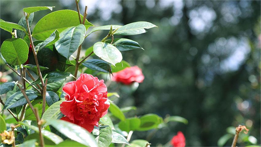 Trending in China | Spring Beauty: 'Flower City' Kunming