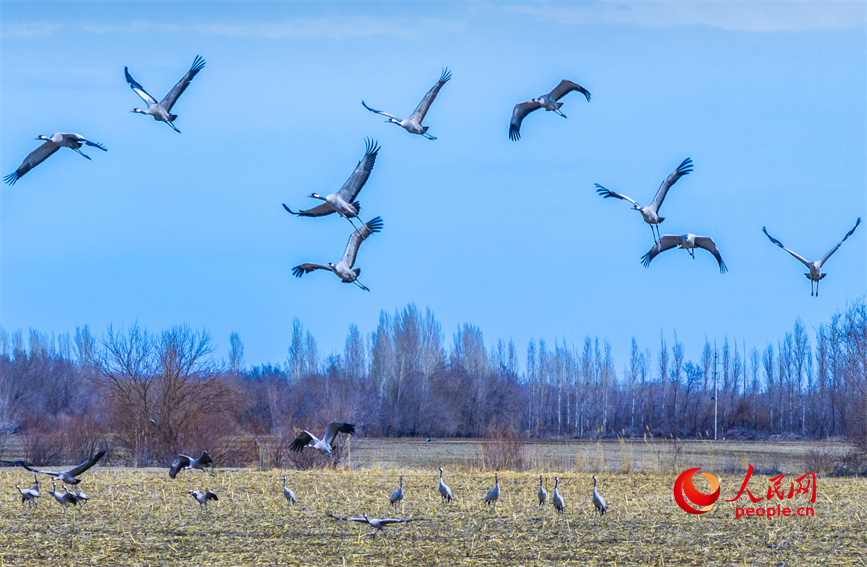 Improved ecological environment attracts common cranes to Karamay, NW China's Xinjiang