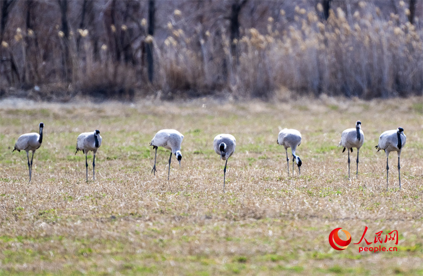 Improved ecological environment attracts common cranes to Karamay, NW China's Xinjiang