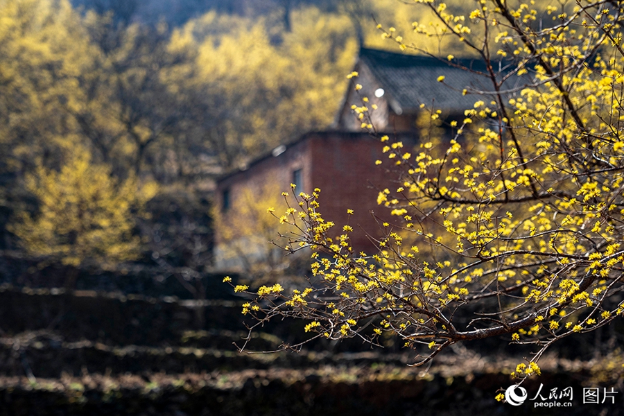 People savor beautiful sights of spring flowers across China