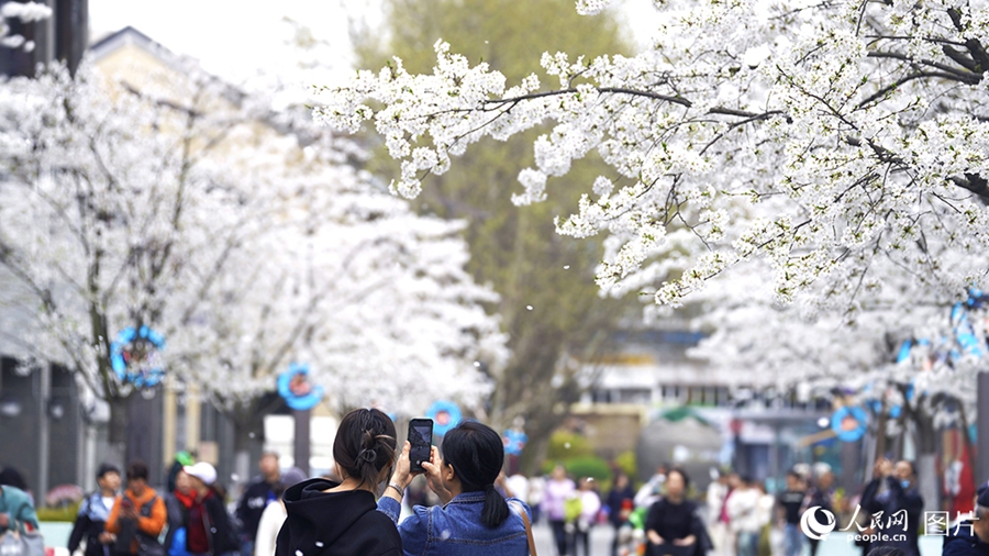 People savor beautiful sights of spring flowers across China