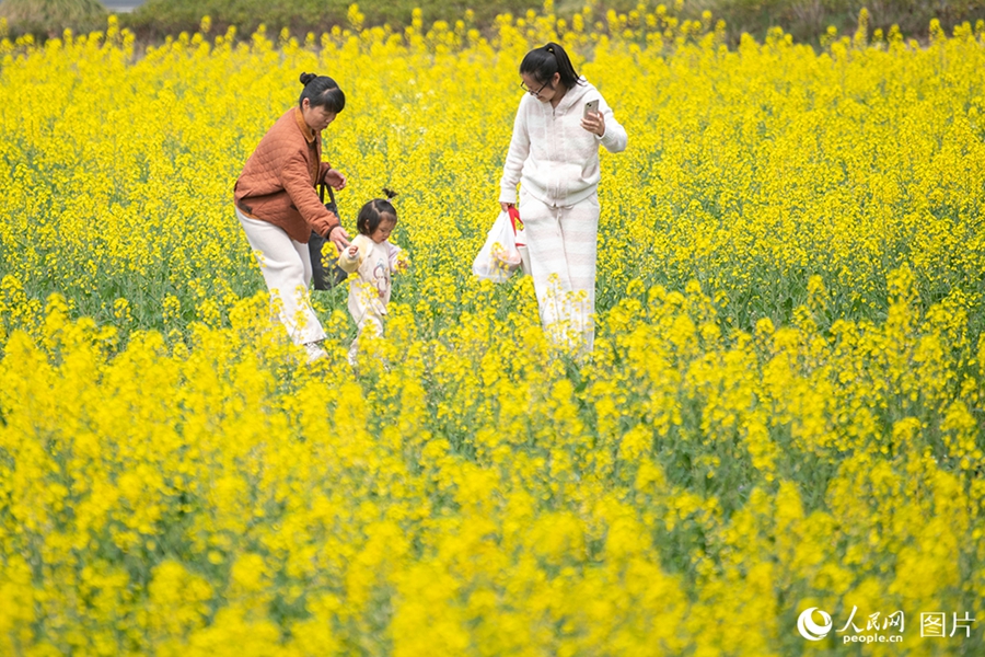 People savor beautiful sights of spring flowers across China