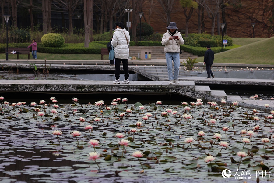 People savor beautiful sights of spring flowers across China