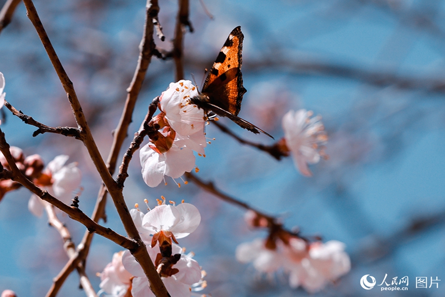 People savor beautiful sights of spring flowers across China