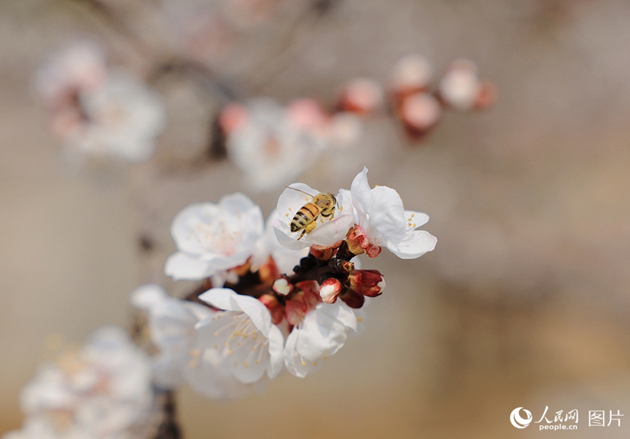 People savor beautiful sights of spring flowers across China