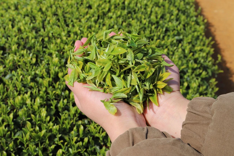 Meteorological services facilitate spring tea harvest across China