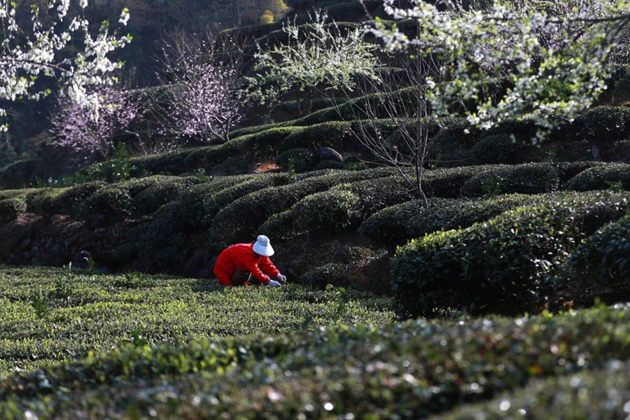 Meteorological services facilitate spring tea harvest across China