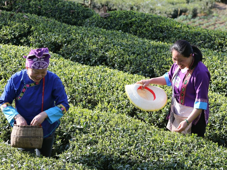 Meteorological services facilitate spring tea harvest across China