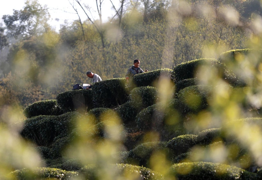 Meteorological services facilitate spring tea harvest across China