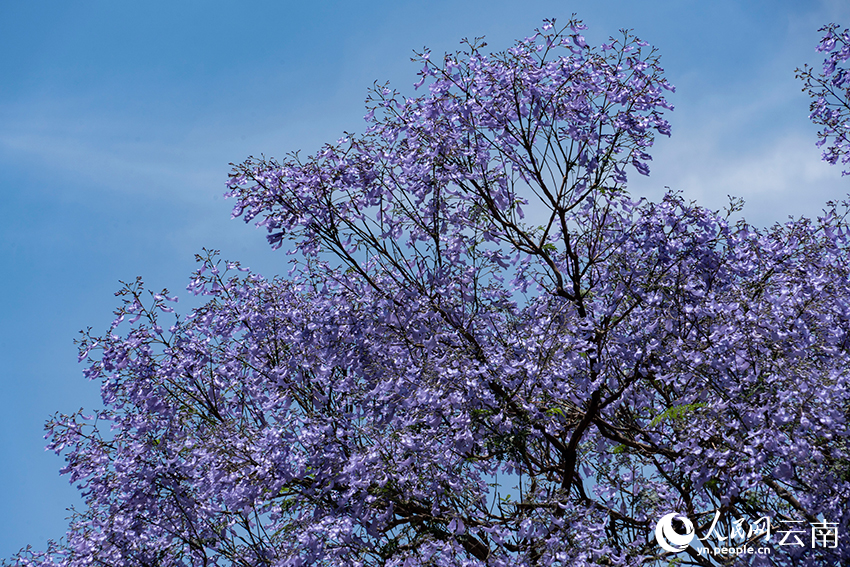 Blooming jacaranda trees turn road in SW China's Kunming into wonderland