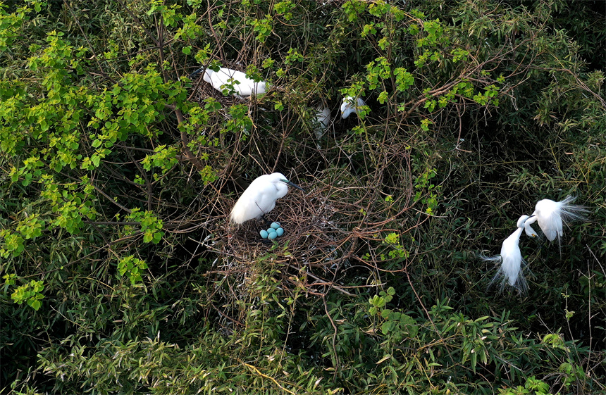 Sound environment attracts migratory birds to produce offspring in E China's Jiangxi