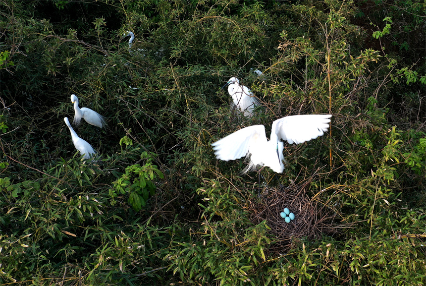 Sound environment attracts migratory birds to produce offspring in E China's Jiangxi