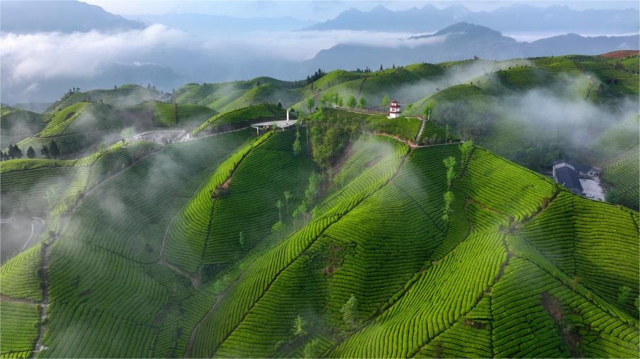 Scenery of tea gardens in town of Hubei, C China