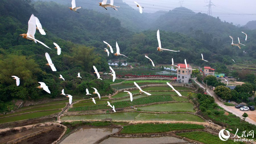 Egrets enjoy the atmosphere of working agricultural machines in fields in SE China's Fujian