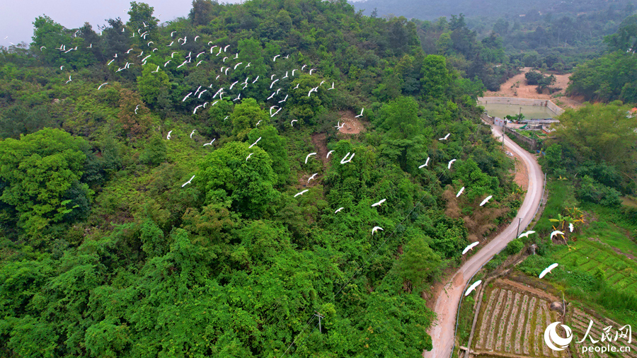 Egrets enjoy the atmosphere of working agricultural machines in fields in SE China's Fujian