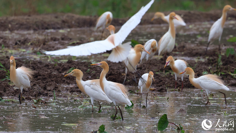 Egrets enjoy the atmosphere of working agricultural machines in fields in SE China's Fujian