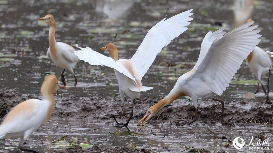 Egrets enjoy the atmosphere of working agricultural machines in fields in SE China's Fujian