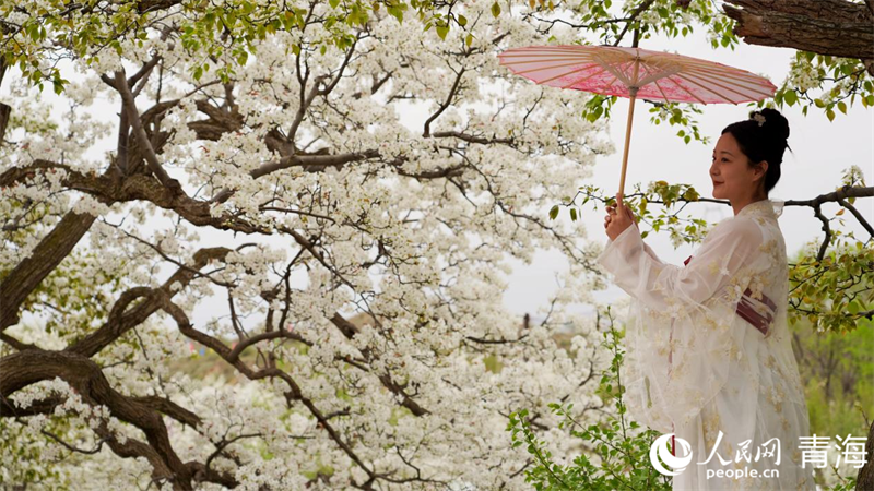 In pics: Beautiful pear flowers attract tourists in NW China's Qinghai