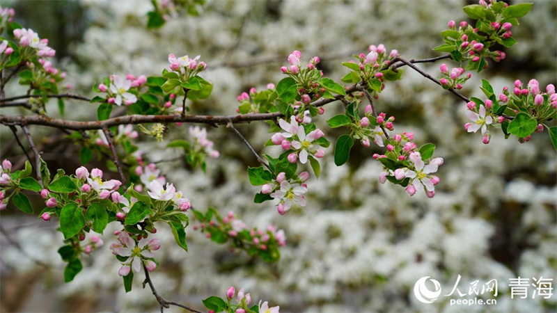 In pics: Beautiful pear flowers attract tourists in NW China's Qinghai