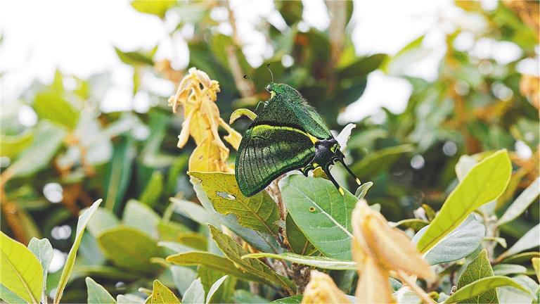 Extremely rare golden Kaiser-i-Hind butterflies spotted anew in China's Hainan