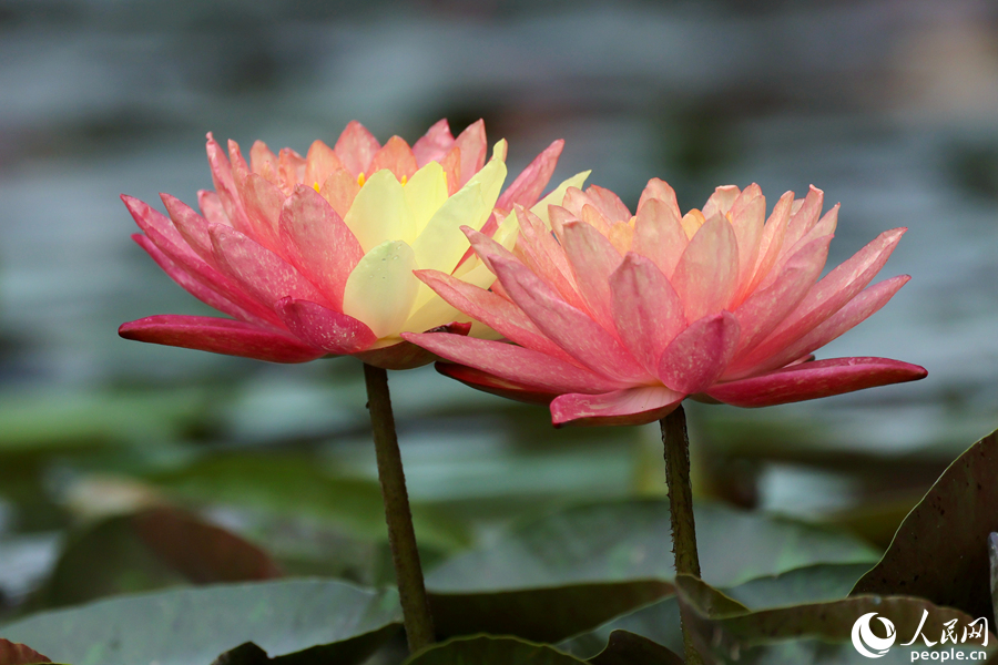 Two-colored water lily blooms in SE China's Xiamen