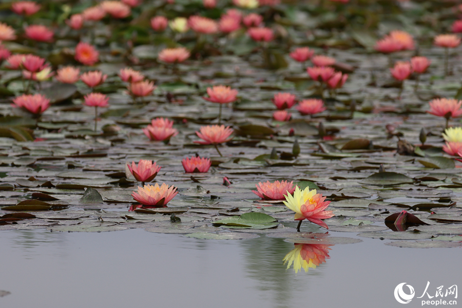 Two-colored water lily blooms in SE China's Xiamen