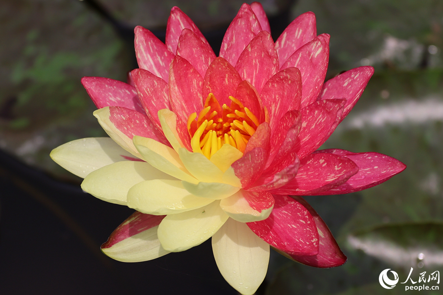 Two-colored water lily blooms in SE China's Xiamen