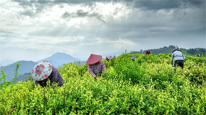 Tea industry brings prosperity to tea farmers in E China's Anhui