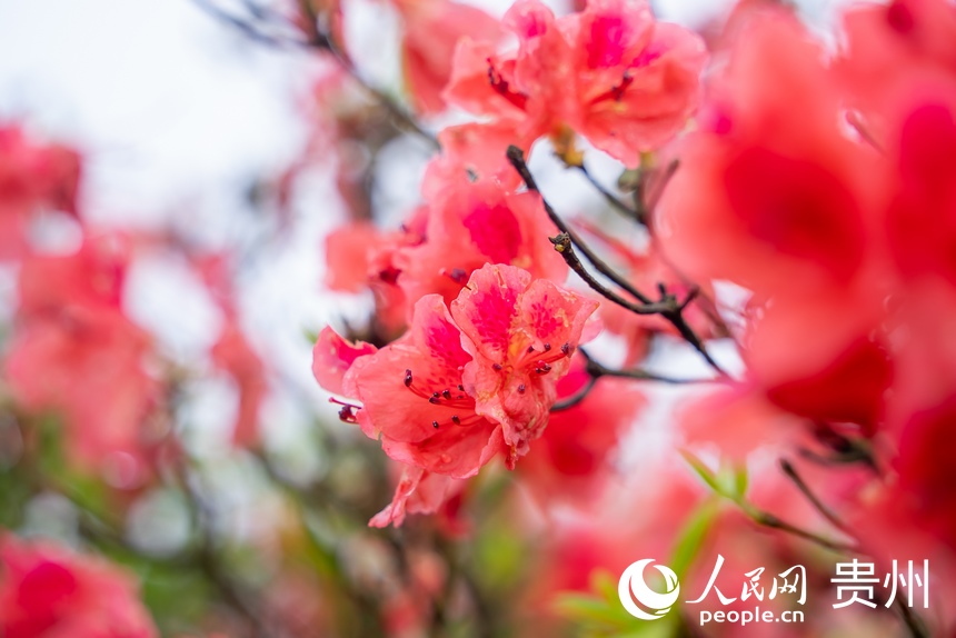 Azalea flowers attract tourists in SW China's Guizhou