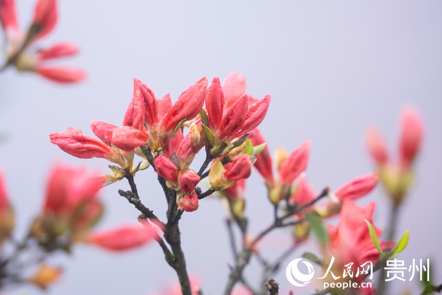 Azalea flowers attract tourists in SW China's Guizhou