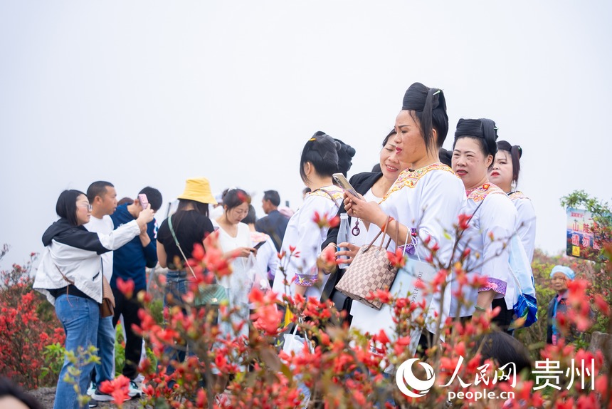 Azalea flowers attract tourists in SW China's Guizhou