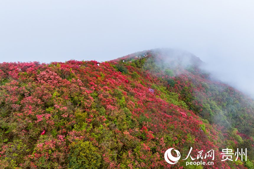 Azalea flowers attract tourists in SW China's Guizhou