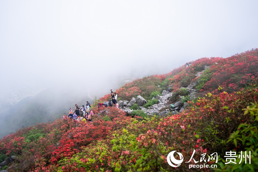 Azalea flowers attract tourists in SW China's Guizhou