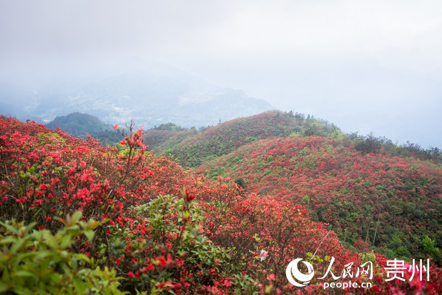 Azalea flowers attract tourists in SW China's Guizhou