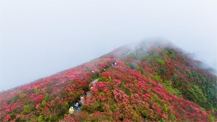Azalea flowers attract tourists in SW China's Guizhou