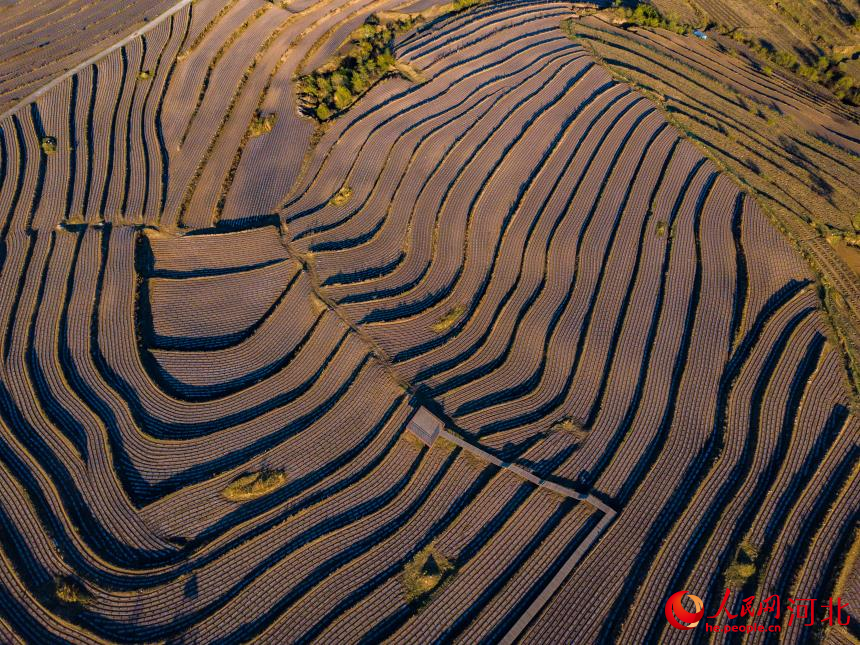 Farmers plant potatoes in N China's Hebei