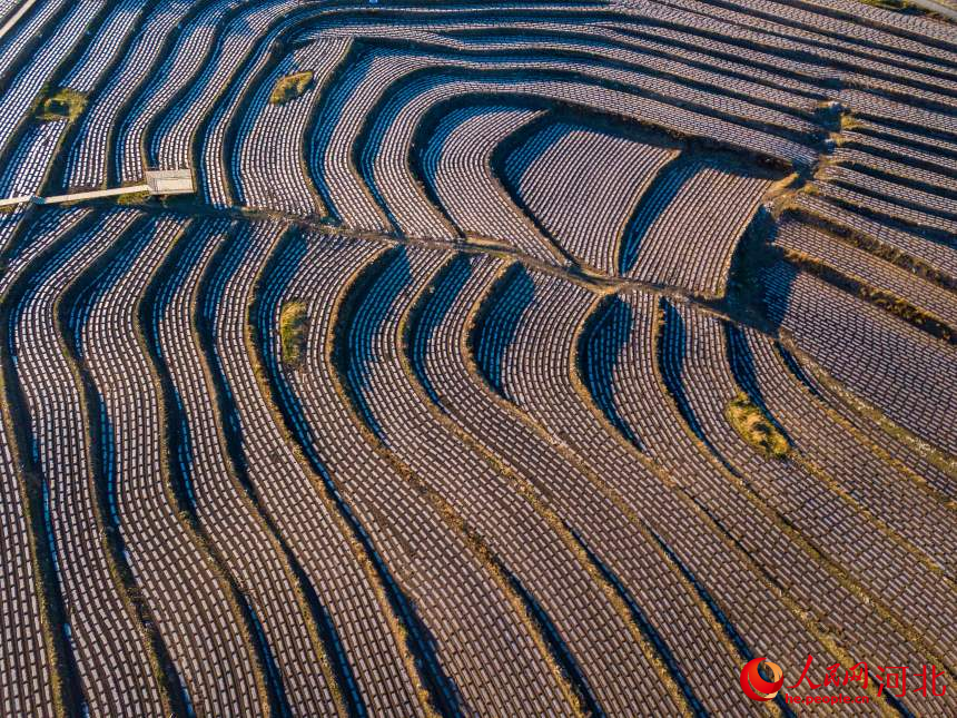 Farmers plant potatoes in N China's Hebei